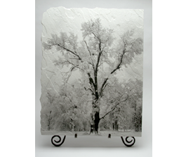 Oak tree