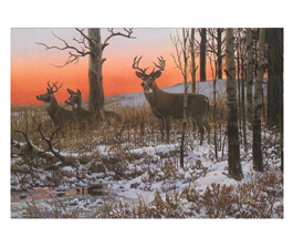 Deer