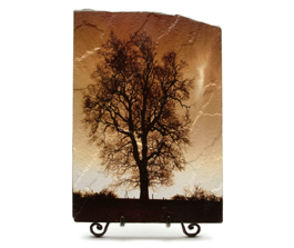 Winter sepia tree